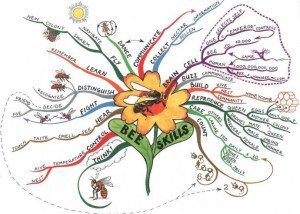 Bee Skills mind map example Using Tony Buzan Mind Mapping Techniques